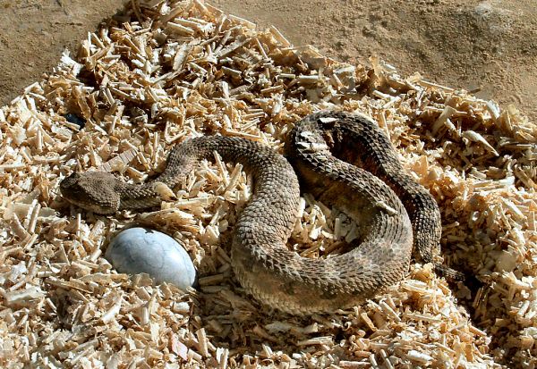 Desert snake